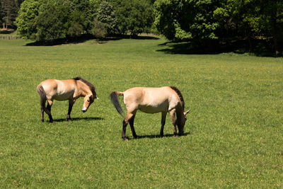 Horses on field