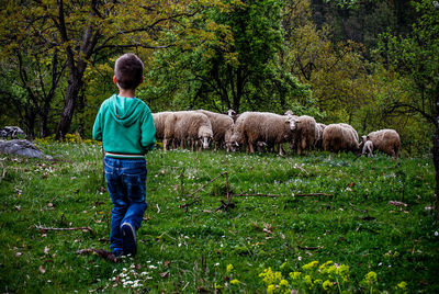 Boy standing by flock of sheep