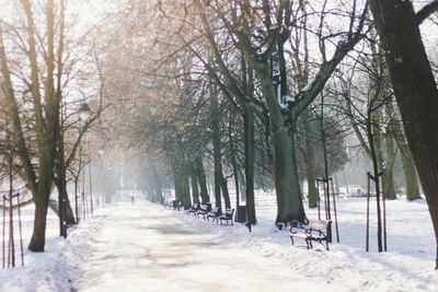 Trees in forest during winter