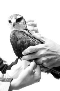 Close-up of bird perching on hand