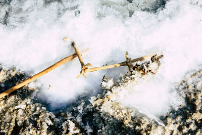 Close-up of branch in salt