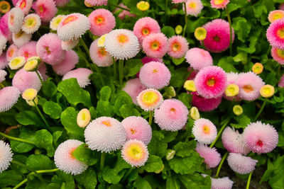 Close-up of pink flowering plants