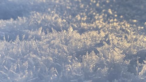 Close-up of snow covered plants