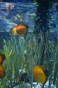 Close-up of fish swimming in water