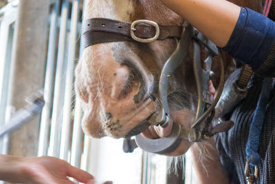 Close-up of people with horse