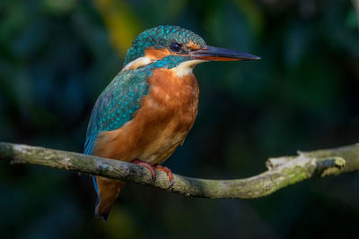 Close-up of bird perching on branch