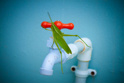 Close-up of grasshopper on faucet
