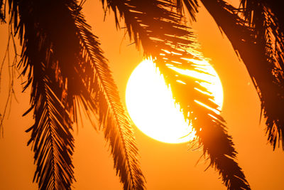 Low angle view of silhouette palm trees against sky during sunset