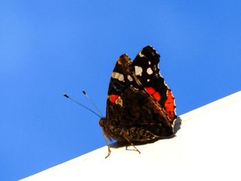 Close-up of butterfly on leaf