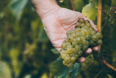 Close-up of hand holding grapes