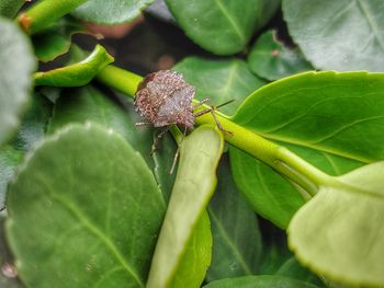 Close-up of insect on leaves