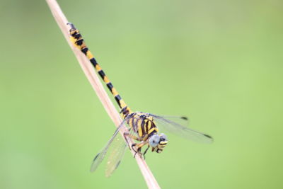 Close-up of dragonfly on twig