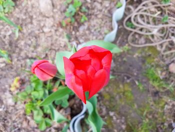 Close-up of red tulip blooming outdoors