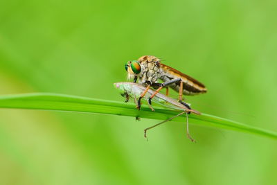 Close-up of robberfly  are eating their prey