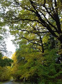 Low angle view of trees