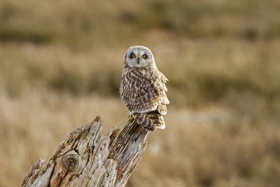 Close-up of bird perching on wooden post