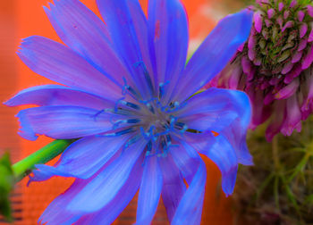 Close-up of purple flowering plant