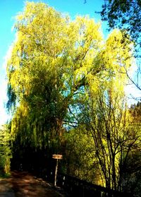 Low angle view of trees against sky