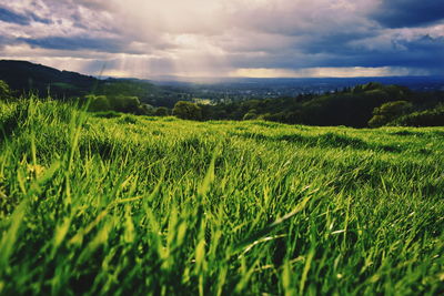 Scenic view of agricultural field against sky