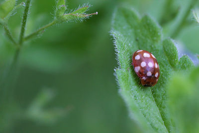 Close-up of the cream-spot ladybird - calvia quatuordecimguttata on a plant 