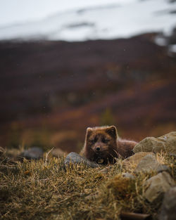 Mammal resting on field