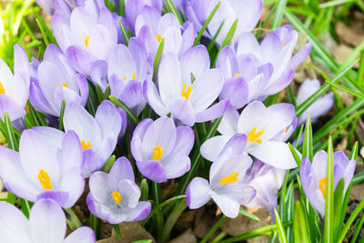 Close-up of white flowering plants