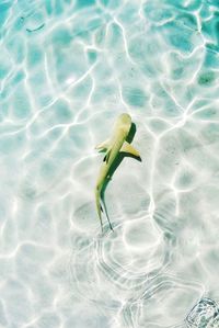 High angle view of fish swimming in sea