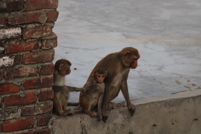 Two dogs sitting on stone wall