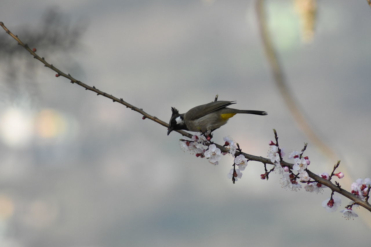 LOW ANGLE VIEW OF A BIRD PERCHING ON A BRANCH