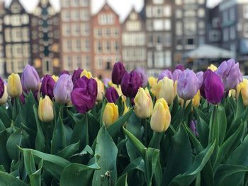 Close-up of purple tulips
