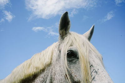 Horse head with sky on the background