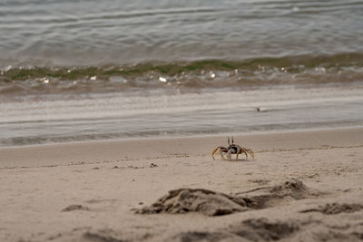 View of insect on beach