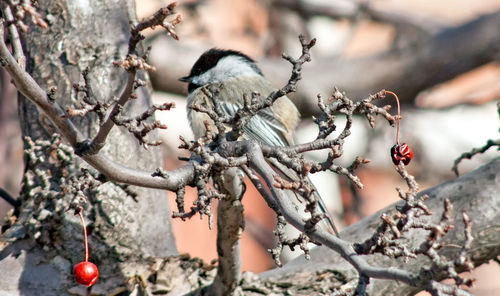 Close-up of bird perching on branch