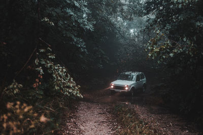 Cars on road in forest