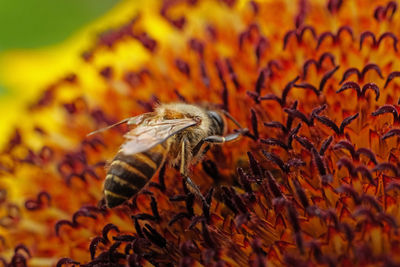 Bee, macro bee, nature