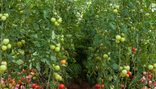 View of apples growing on plant