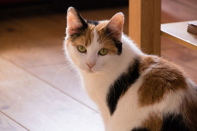 Close-up portrait of cat sitting