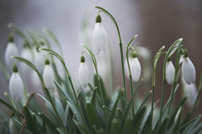 Close-up of plant