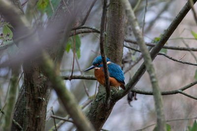 animal wildlife