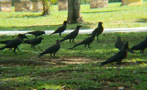 Flock of birds