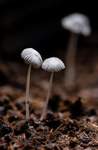 Close-up of mushroom growing on field