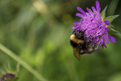 Close-up of bee pollinating on purple flower