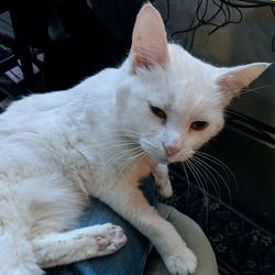 Close-up of cat sitting outdoors