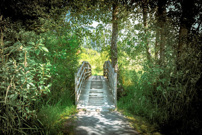 Footbridge amidst trees in forest