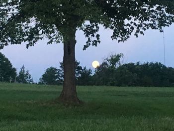 Trees on field against sky