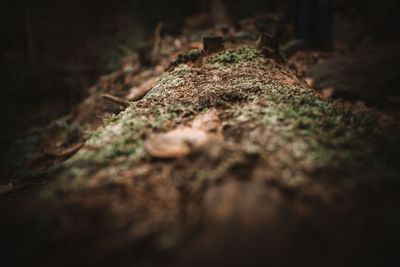Close-up of mushroom growing on tree trunk