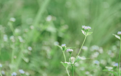 Close-up of small plant on field