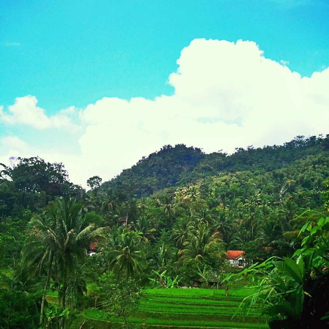 sky, tree, growth, green color, tranquil scene, beauty in nature, tranquility, landscape, nature, scenics, cloud - sky, mountain, plant, field, blue, cloud, grass, green, lush foliage, day