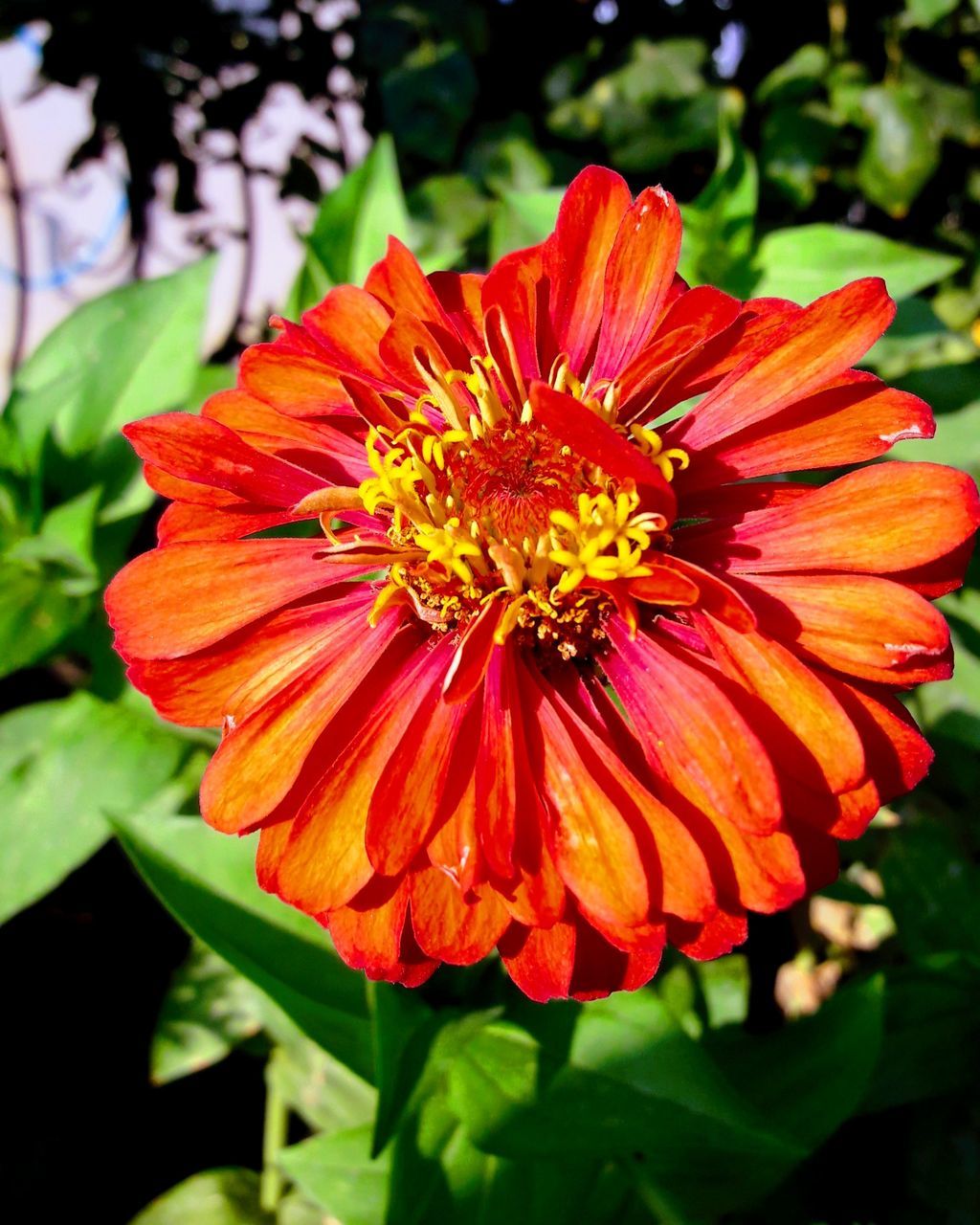 flower, petal, beauty in nature, flower head, freshness, fragility, nature, growth, plant, blooming, pollen, outdoors, close-up, no people, day, red, zinnia