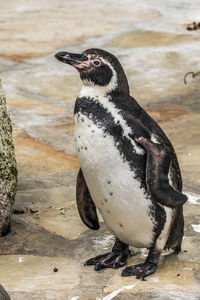 Close-up of penguin on rock at beach